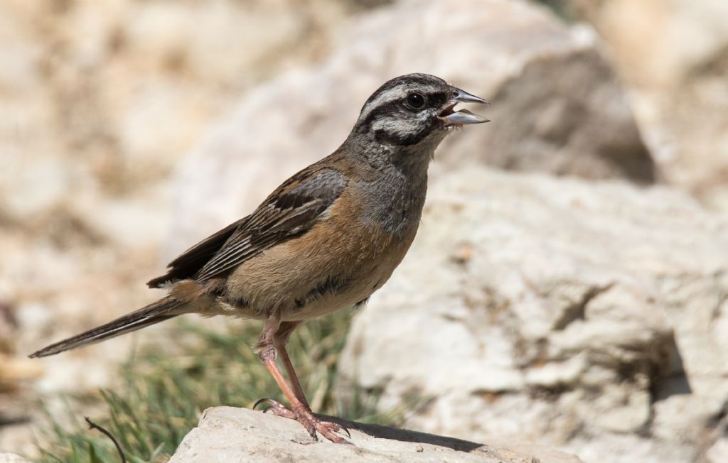 Zigolo muciatto (Emberiza cia)